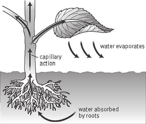 Ortam koşulları bir bitki için çok sıcak olduğunda ve bitki suyu muhafaza etmek için çok uzun süre kendi stomalarını kapattığında, karbondioksit ve oksijen moleküllerini hareket ettirmenin imkanı