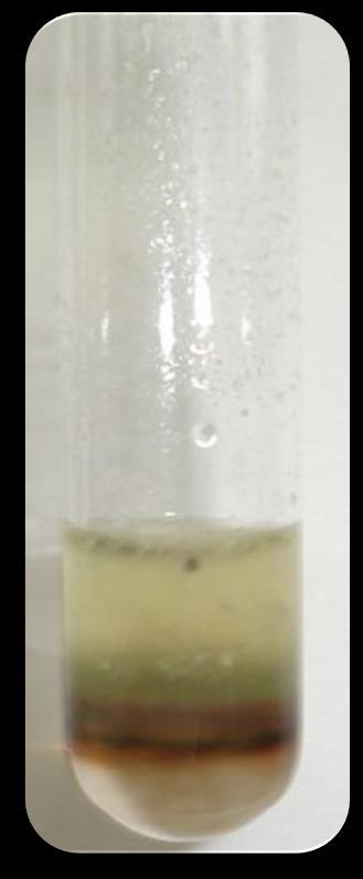 Molisch Deneyi Deneyi Yapılışı Bir deney tüpüne 2 ml % 0.2 lik glikoz çözeltisi konur. Üzerine Molisch ayıracı yaklaşık 6 damla eklenir.
