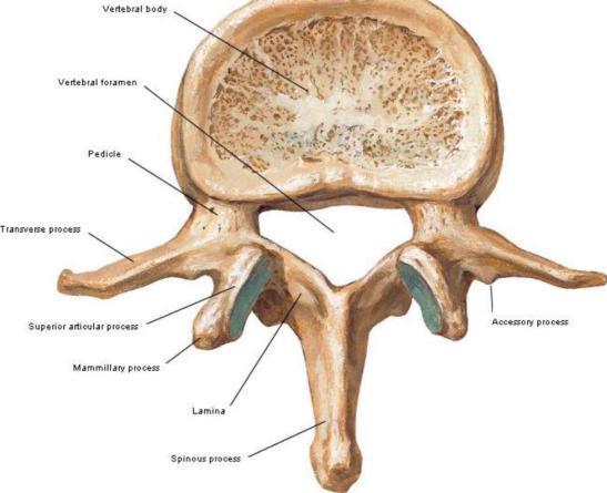 Omur cisimleri, etrafı ince bir kortikal kemik dokusu ile çevrili kansellöz kemikten oluşurlar.