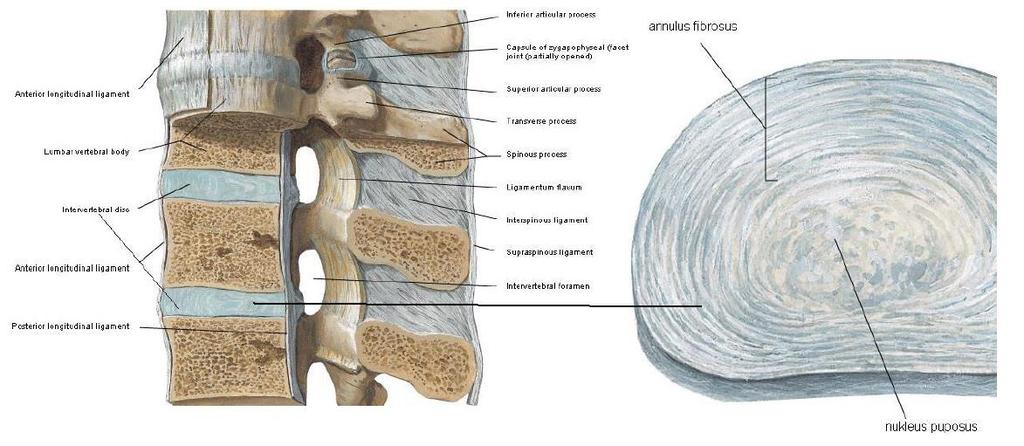 Şekil 5 A- Lomber bölgede diskus intervertebralis ve komşu vertebra korpusları ile ilişkisi, median kesit.