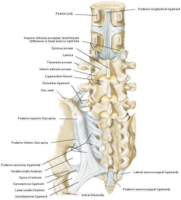 Şekil 6 Processus articularis lerin oluşturduğu faset eklem, posterior longitudinal ligaman, intervertebral disklerin, ligamentum flavumun,