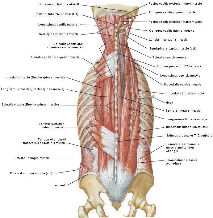 Şekil 8 Derin sırt kasları (25) 1.2.3 Dolaşım Omurganın kanlanması, segmenter arterler veya ilgili omura gelen bölgesel arterler tarafından sağlanır.
