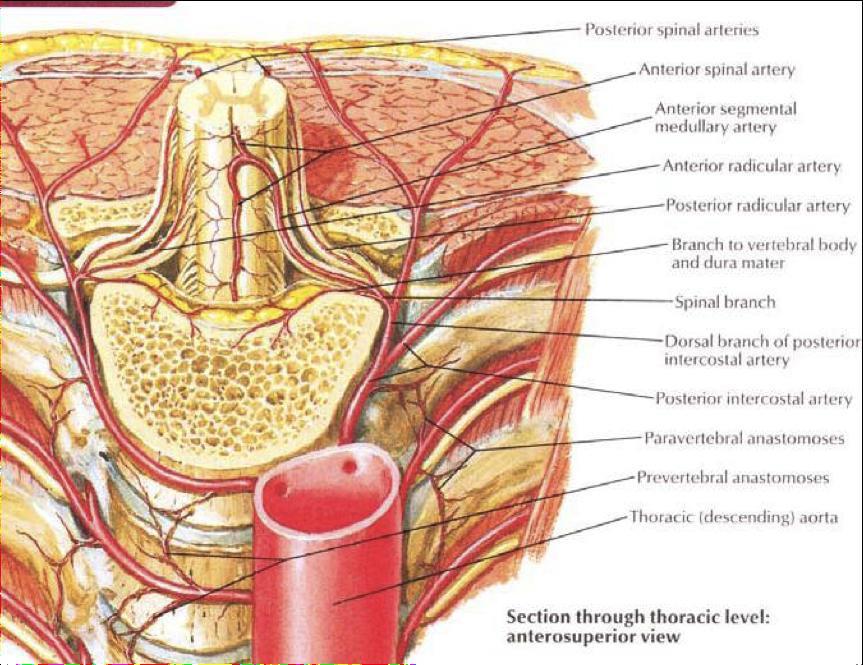 Şekil 9 Omurganın arteryel dolaşımı Venöz dolaşımı internal ve eksternal venöz pleksus sağlar.