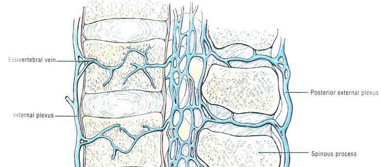 Öndeki, korpusların ön ve yan kısımları ile segmenter arter arka dalının kanlandırdığı bölgelerin venöz dolaşımını sağlar.