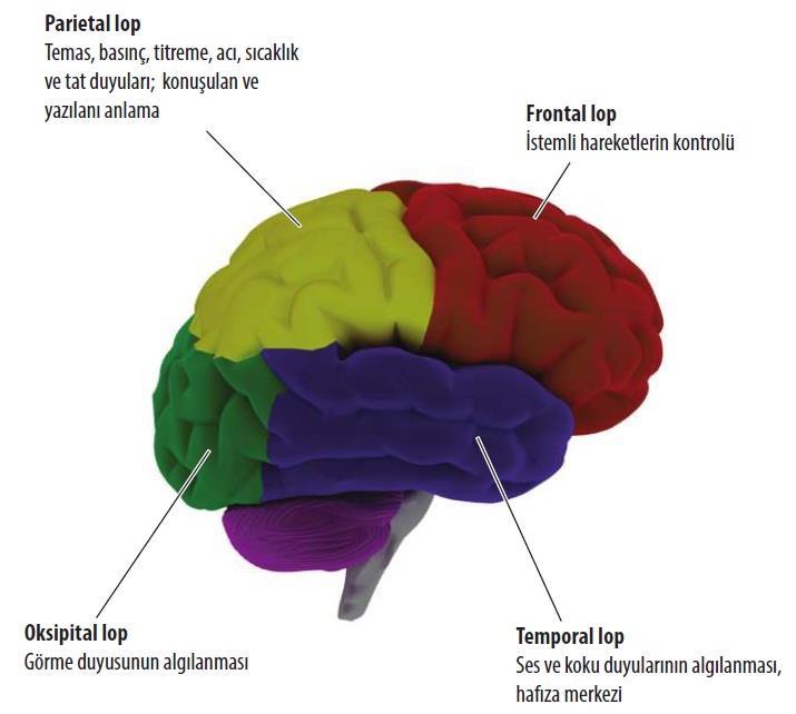 Şekil 24: Beyin Kabuğundaki Bölgeler Kaynak: http://www.yenibiyoloji.com/beyin-yapisi-ozellikleri-beynin-bolumleri-vekisimlari-1605/.
