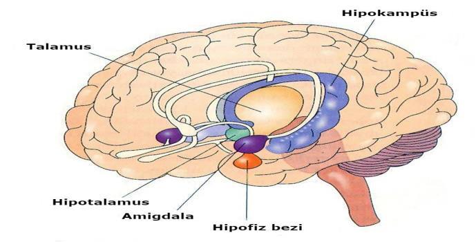 Şekil 9: Limbik Sistemin İçerisinde Yer Alan Beyin Bölgeleri Kaynak: https://limenya.com/neuralink-beynin-buyulu-gelecegi/ Amigdalada; 12 ile 15 adet farklı duygu merkezi yer almaktadır.