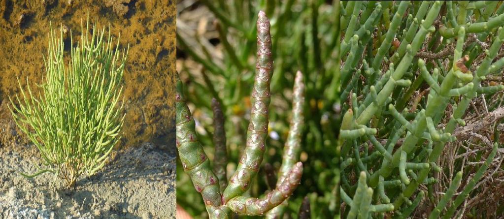 Deniz Börülcesi(Salicornia europea) Yenilebilir Parçalar: