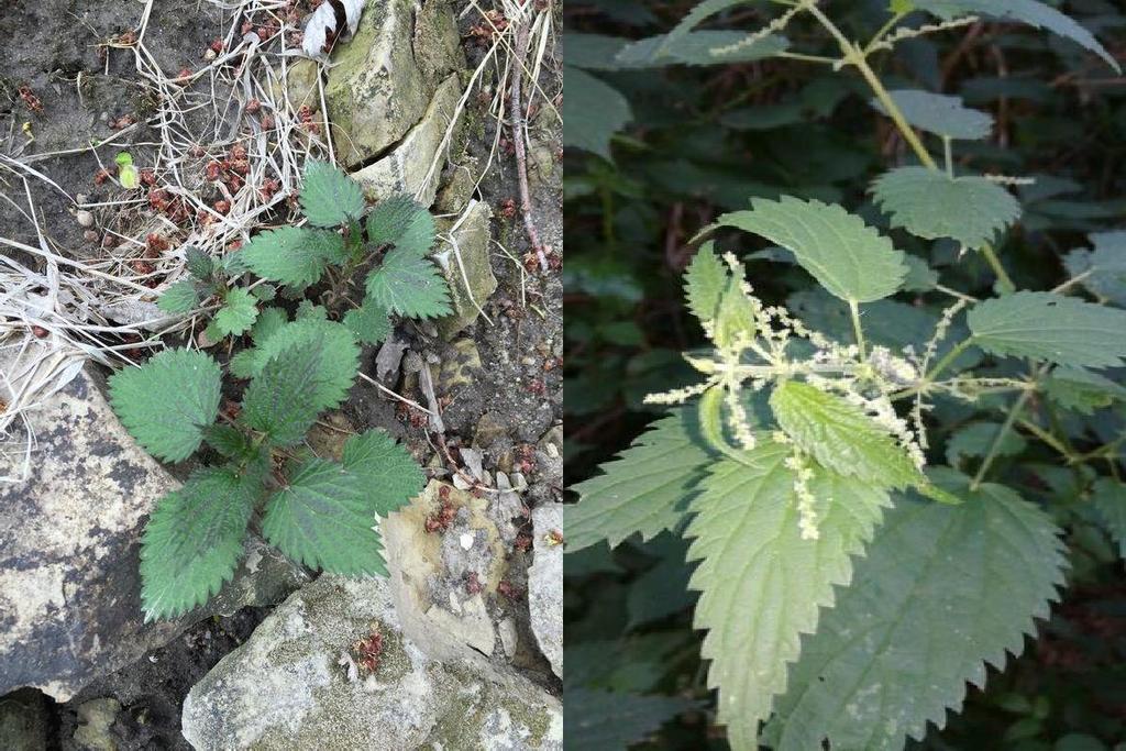 Isırgan (Urtica dioica) Yenilebilir