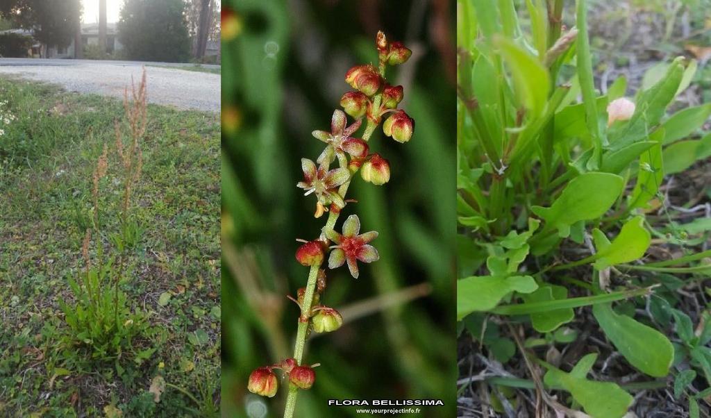 Kuzukulağı (Rumex acetosella) Yenilebilir Parçalar: Yapraklar; Kök; Tohum.