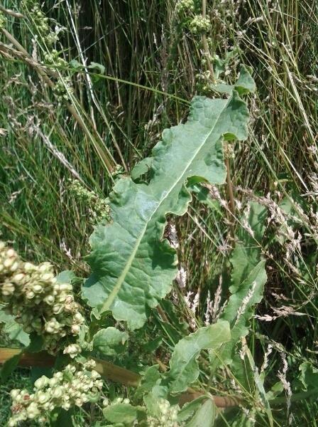 Kıvırcık Labada(Rumex crispus)