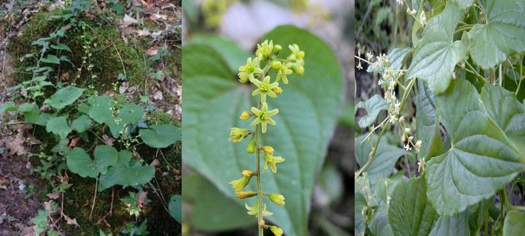 Sarmaşık (Tamus communis) Yenilebilir Parçalar: Yapraklar.(Pişirilmiş.