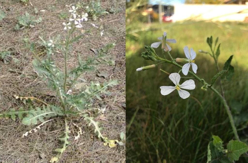 Turp Otu (Raphanus raphanistrum)