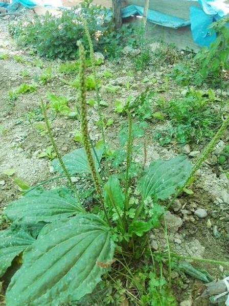 Sinir otu(plantago major) Yenilebilir