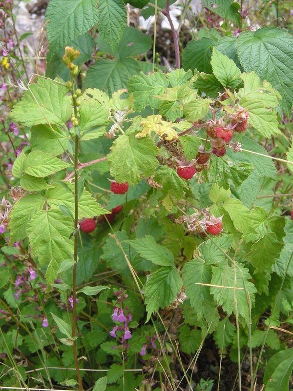 Ahu dudu(rubus idaeus)