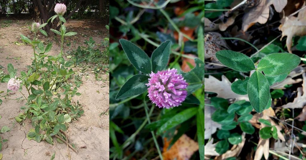 Çayır dutu(trifolium pratense) Yenilebilir Parçalar: Çiçekler; Yapraklar;