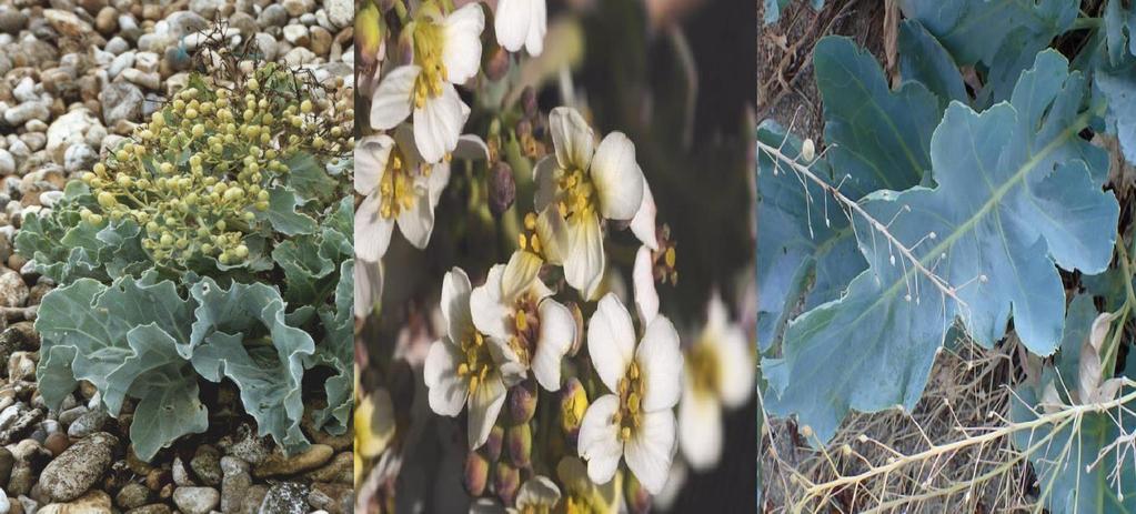 Yabani Lahana(Crambe maritima) Yenilebilir Parçalar: Çiçekler; Yapraklar; Kök.