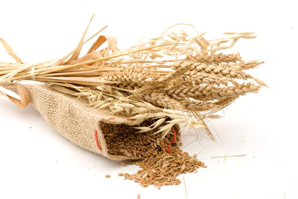 Türkiye üretiminde; Ekmeklik Buğday üretiminin %11 ini, Makarnalık Buğday üretiminin %25 ini, Arpa üretiminin %14 ünü, Şeker pancarı