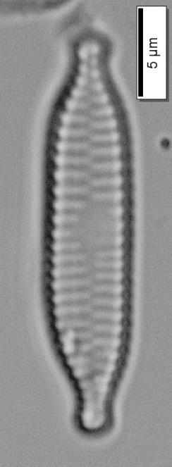 Ekolojisi: Bu takson semi planktondur. 100-1000 Cl mg/l tuzluluk aralığında dağılım göstermektedir.
