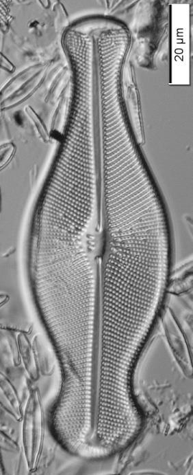 daha az sık rastlanır bir duruma gelir. Özetle, kirliliğe duyarlı olan bir türdür (Lange-Bertalot ve Krammer, 1999). Didymosphenia geminata (Lyngbye) Mart. Schmidt (Gomphonema geminatum (Lyngbye) C.