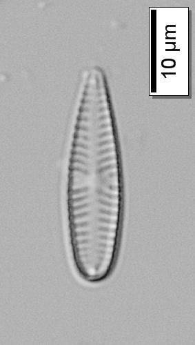 Çizelge 3.5.1 (devam): Diyatomelerin biyometrik ve ekolojik özellikleri. Gomphonema olivaceum (Hornemann) Brébisson (Gomphoneis olivacea (Hornemann) P.A.