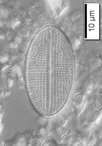dağılım gösterir. Yaygın olarak bitki, tahta ve taşlar üzerinde bulunurlar (Taylor ve diğ., 2007b). Cocconeis pediculus Ehrenberg (Cocconeis communis var. pediculus (Ehrenberg) O.