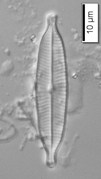 Çizelge 3.5.1 (devam): Diyatomelerin biyometrik ve ekolojik özellikleri. Navicula amphiceropsis Lange-Bertalot & U.