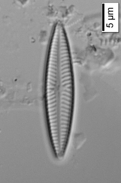toleranslı bir taksondur (Lange-Bertalot, 2001). Navicula cryptotenella Lange-Bertalot (Navicula radiosa var.