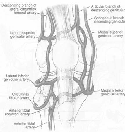 yaklaşık 38 mm uzunluğunda ve 13 mm çapındadır. Değişken meniskofemoral bağlar (önde Humpry, arkada Wrisberg) lateral menisküsün arka boynuzundan başlar ve AÇB cisminde sonlanır.