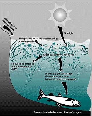 Upwelling: dip suları besin açısından zengindir Besin maddeleri bakteriyel madde çürümesi ile üretilir