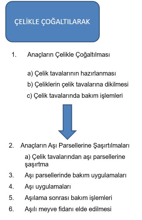 olacak şekilde dikilirler. Çelikler dikilirken toprak yüzeyinin dışında bir-en çok iki göz bırakılır, diğer kısımları tamamen toprağa gömülür. Dikim sıralar şeklinde yapılmalıdır.