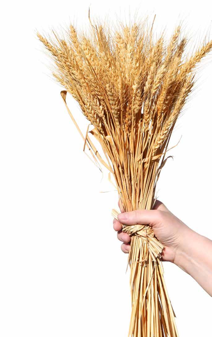 Buğday! Toprağın Sultanı Wheat! Sultan Of The Earth Kepek, buğdayın dış kabuğudur.