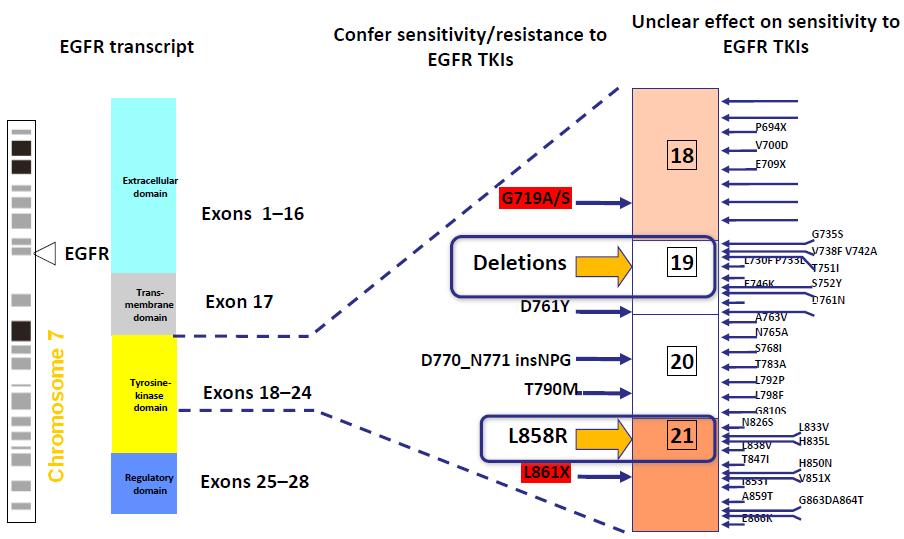 EGFR Mutasyon ve Gefitinib Yanıtı ABD de 20.