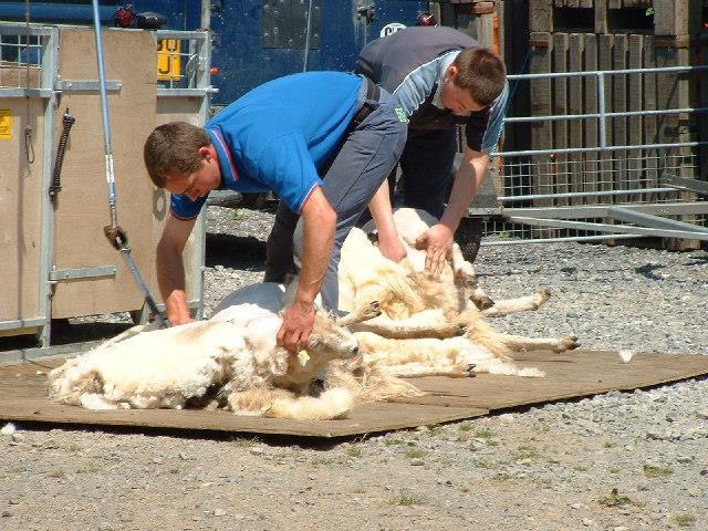 Risk Grupları Hayvancılıkla uğraşanlar Çobanlar, hayvan bakıcıları Kasaplar, mezbaha işçileri Dericilikle uğraşanlar Yapağı işleyenler Veteriner hekimler Damar içi uyuşturucu