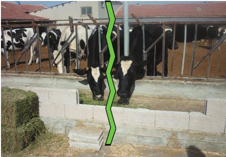 Kuruya alınmış ineklerin ve sağmal ineklerin aynı yerde birlikte bakılması doğru bir uygulama değildir.