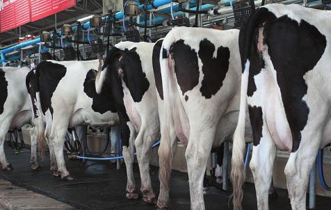 Doğum felci (süt humması), ketozis (şeker hastalığı), karaciğer yağlanması, sonunu atamama, rahim iltihabı, mastitis ve mide dönmesi gibi birçok hastalık genellikle buzağılamadan 20 gün öncesinden