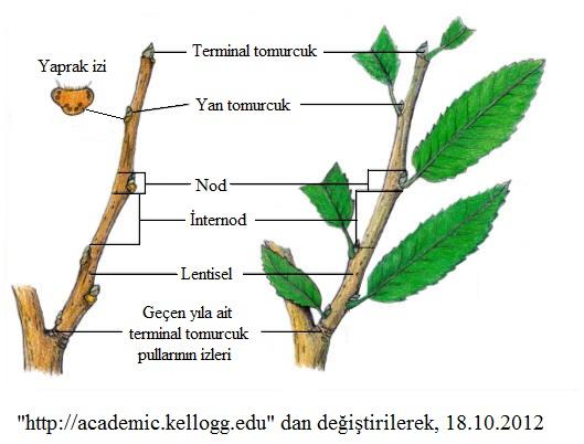 Gövdenin Dış Morfolojisi Bir ağaçta gövdenin dış morfolojisi, sonbaharda