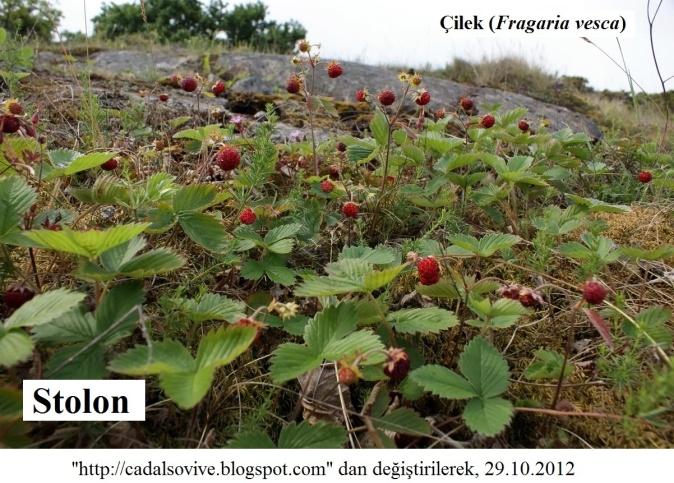 meydana gelir. Örneğin Çilek (Fragaria vesca).