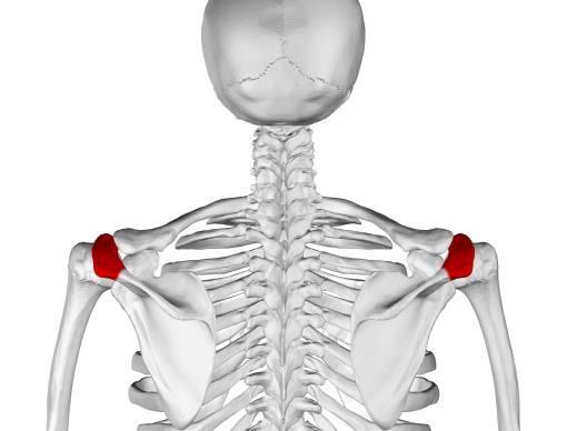 Omuz genişliği(bi-acromial genişlik) 9 yaşa kadar iki cinste de büyüme paralel olmakla birlikte kızların ortalamaları bir miktar daha düşüktür.