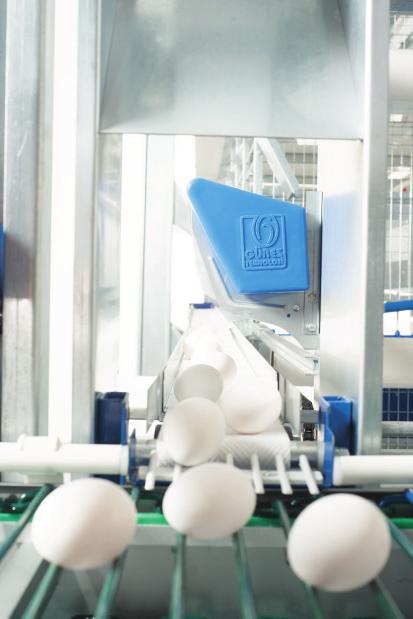 Yumurta konveyörü, yine GÜRES TEKNOLOJİ tarafından alüminyum gövdeli olarak üretilmekte olup; elektrostatik plastik kaplamalı fırın boyalı zincir ve çubuklu, redüktörlü lift tertibatlıdır.