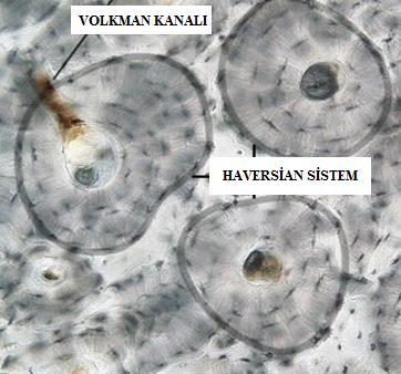 Şekil 1. Volkman kanalları ve Haversian sistem (8) hücrelerdir.