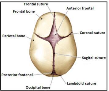 Fontaneller Resim 2.4: Fetüs başında bulunan suturlar Büyük/ Ön Fontanel (Bregma): Sutura sagittalis, sutura frontalis ve sutura koronalislerin birleştikleri yerde bulunur.