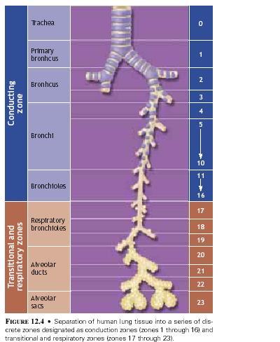 Solunum sistemini oluşturan yapılar Solunum sistemi burun, ağız, farinks (yutak), larinks (gırtlak), trakea (soluk borusu), bronşlar, bronşioller, ve alveollerden oluşur.