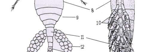 ikinci maksil, 7. maksilliped, 8. sefalotoraks, 9. toraks, 10.