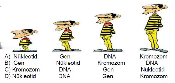 2018-LGS-Fen Deneme 8 1. DNA: Hücrenin yönetici molekülüdür. Gen: Canlıya ait kalıtsal özelliklerin taşıdığı DNA parçalarıdır. Nükleotid: DNA nın yapısında bulunan temel birimlerdir.