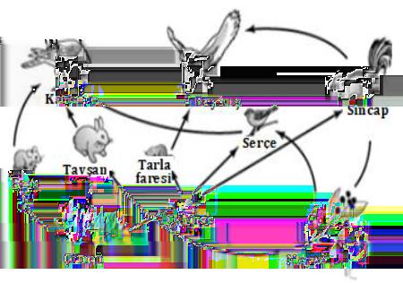 Yalnızca yukarıda verilen besin ağına bakarak; 1. Serçe ve sincap hem etçil hem de otçul bir canlıdır. 2. Bu canlılar besin piramidine yazıldığında baykuş ve kartal en üst basamakta yer alır. 3.