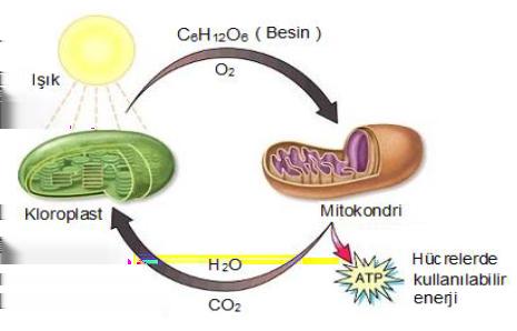 3. Fotosentez ve oksijenli solunum birbirlerini takip eden olaylardır.
