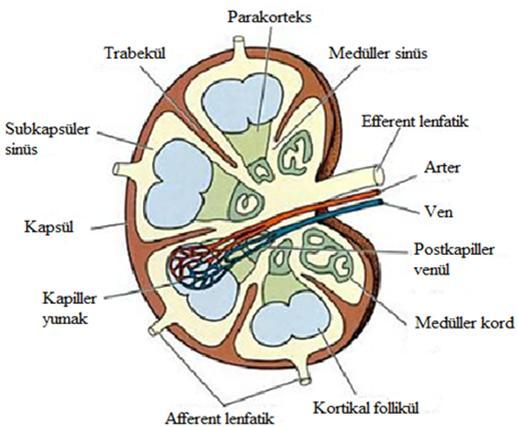 olarak ikiye ayrılır. Korteks; yüzeyel korteks ve parakorteks kısımlarından oluşur (18). Yüzeyel korteks kapsülün hemen altında yer alan, primer ve sekonder foliküller içeren kısımdır.