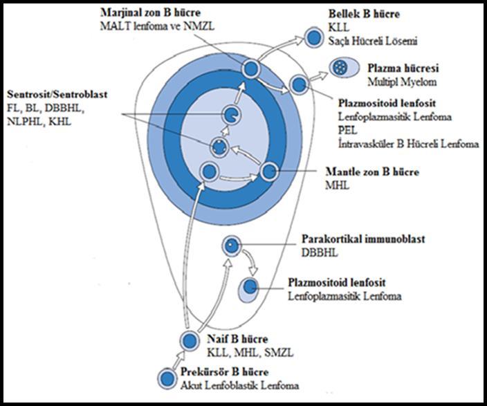 lenfoma, DBBHL: Diffüz büyük B hücreli lenfoma, KHL: Klasik Hodgkin lenfoma, NLPHD: Nodüler lenfosit predominant Hodgkin