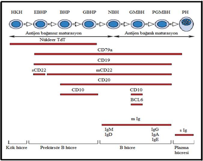s: Sitoplazmik, m: Membranöz, Ig: İmmunoglobulin, HKH: Hemopoetik kök hücre, EBHP:Erken B hücre prekürsörü, BHP: B hücre prekürsörü, GBHP: Geç B hücre prekürsörü, NBH: Naif B hücre, GMBH: Germinal