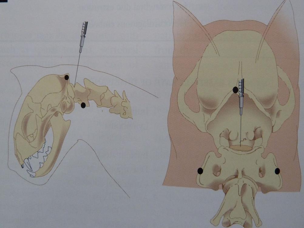 Hayvanın başı, servikal omurlarla 90 0 açı oluşturacak pozisyonda tutulur Uygun bir punksiyon iğnesi ile, atlasın lateral kenarlarını birleştiren transversal çizgiye, protuberantia occipitalis